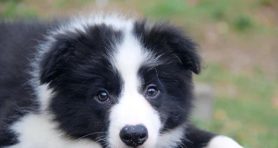 边牧的喜好和兴趣（探索边牧喜欢的活动和玩具）