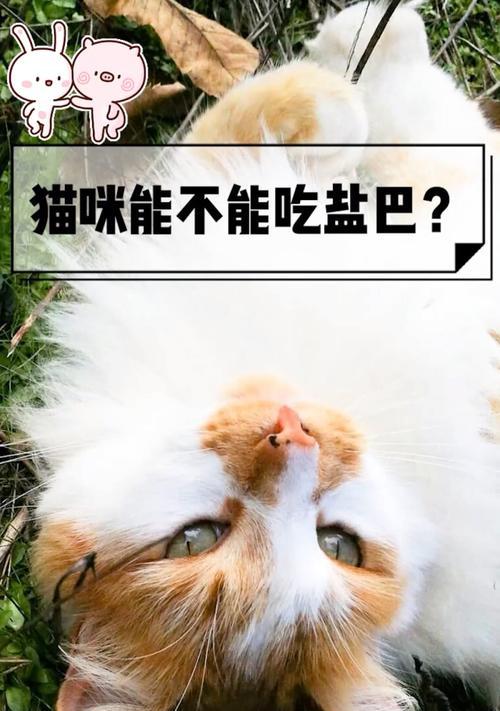 小猫什么时候能吃盐？（了解小猫的盐需求，）