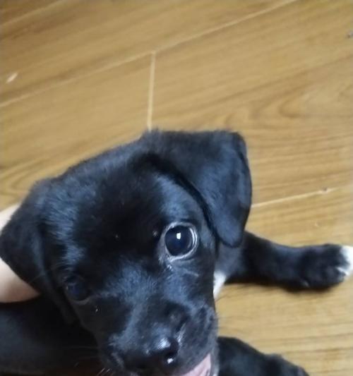 探究以巴哥串串的含义与起源（解读巴哥串串的文化内涵与演变）