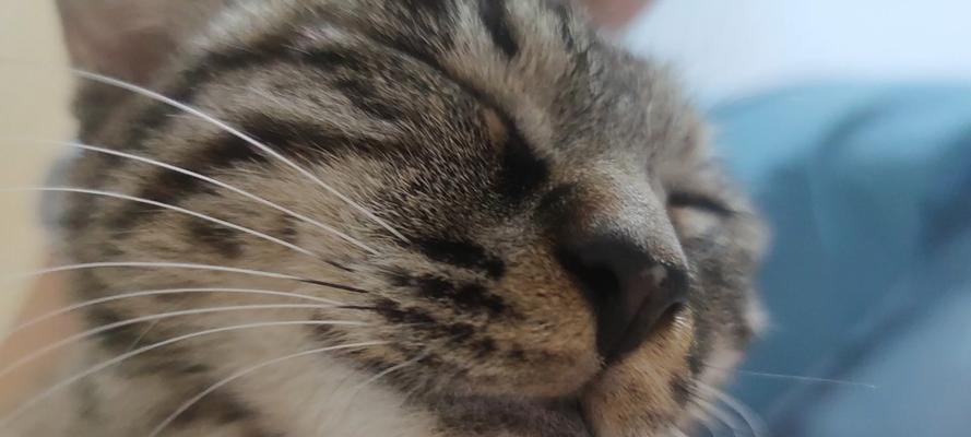 为什么猫咪喜欢趴在主人胸口？（探究猫咪喜欢趴在主人胸口的原因及其意义）