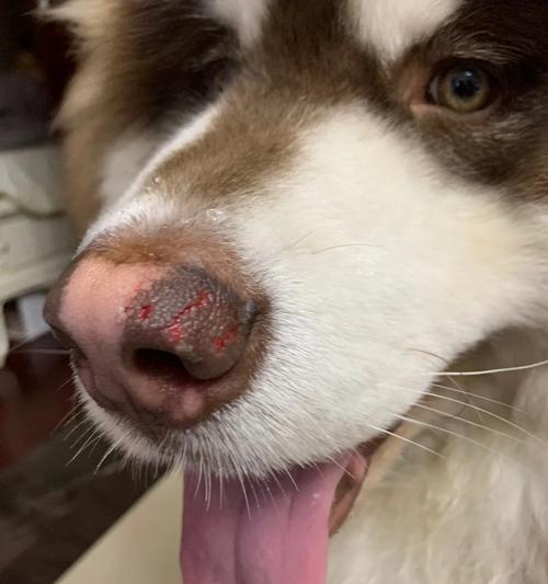 狗狗被咬伤，如何选择合适的消炎药物？（选择消炎药物需考虑伤口程度和狗狗个体差异）