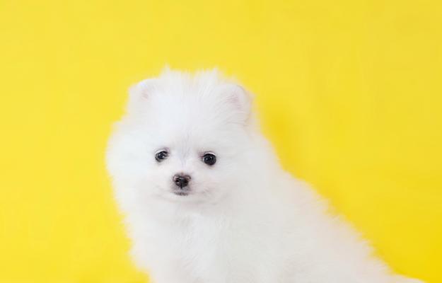 博美3个月大喂养指南（健康成长的关键要素和喂养技巧）