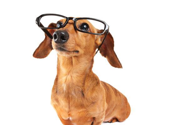 可爱的眼镜狗公仔——萌萌哒的小宠物（用眼镜装饰的狗公仔让你忍不住心动）