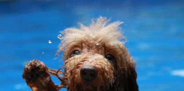 宠物泰迪幼犬的饮水需求解析（泰迪犬对不同水源的适应能力及建议）