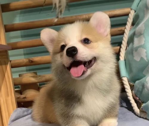 深入了解柯基犬（揭秘柯基犬的纯种定义和品种特色）