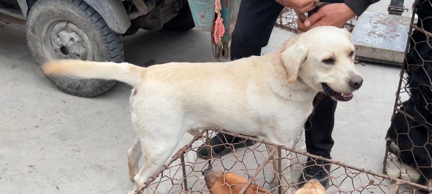 拉布拉多的营养需求与饮食搭配（探究拉布拉多犬的健康饮食要点与注意事项）