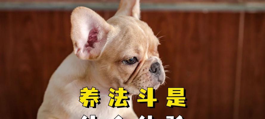 养狗避邪，选择适合的犬种保家平安（犬种选择对于避邪有关键作用，教你如何挑选适合的守护神）