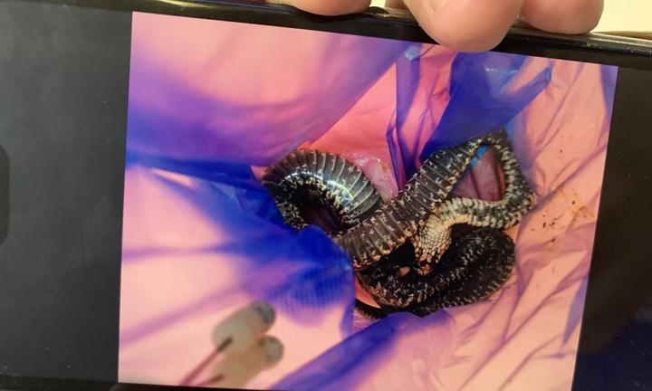 解蛇毒的食物有哪些？（揭秘狗狗解蛇毒的7种有效食物）