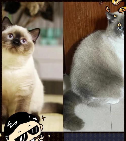 猫咪为何不认识自己的原因（探索猫咪对自身的无知）