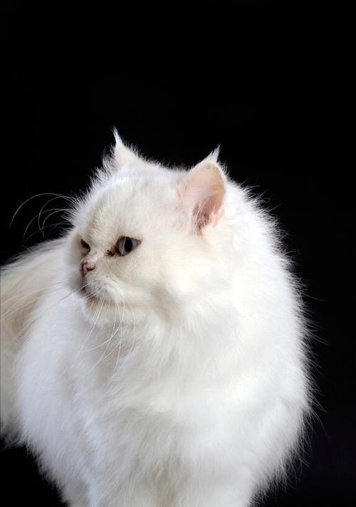 波斯猫毛的生长周期和如何使其快速长齐（探索波斯猫毛的成长过程和护理方法，让它长出华丽而健康的毛发）