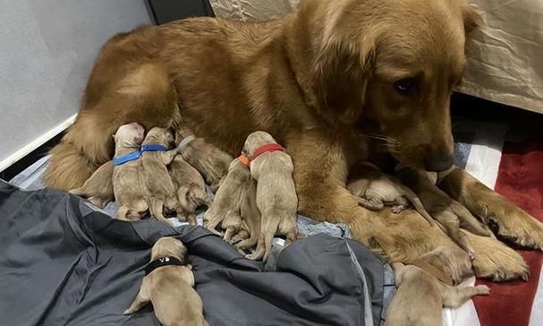 小狗怀孕20多天的是什么？（揭秘小狗早期怀孕的迹象和护理方法）