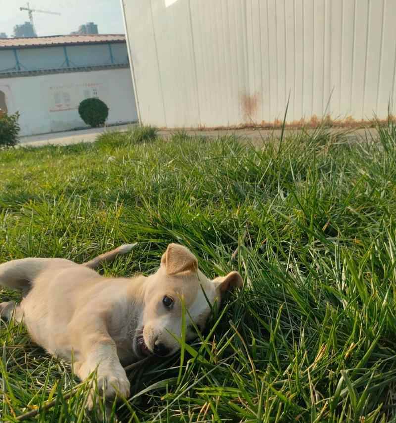 狗为什么舌头伸出来了？（揭秘狗狗舌头伸出的秘密与功能）