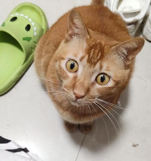 探究猫为何喜欢喝热水（热水与猫的健康关系探讨）