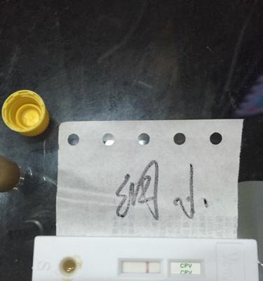 犬瘟带来的悲惨景象（一只犬瘟死亡后，身体经历了怎样的变化？）