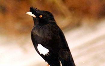 八哥为什么会流鼻涕？（探究八哥鼻涕流动的原因及预防方法）