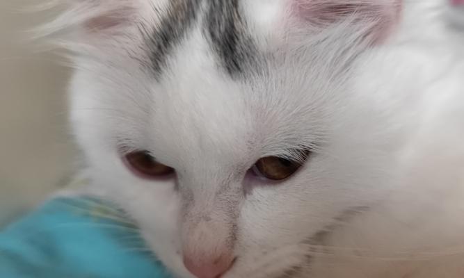 猫咪的鼻子像什么东西？（探索猫咪鼻子的奥秘，揭示其神奇相似之处）