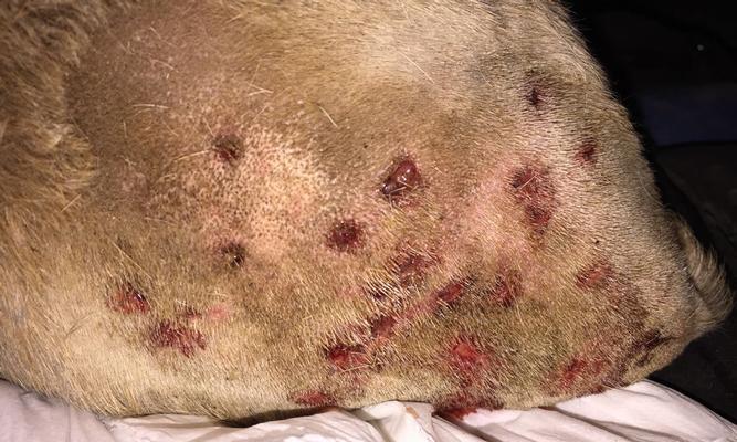 狗狗被咬后会呕吐的原因及处理方法（狗狗被什么咬了会引起呕吐？如何正确处理？）