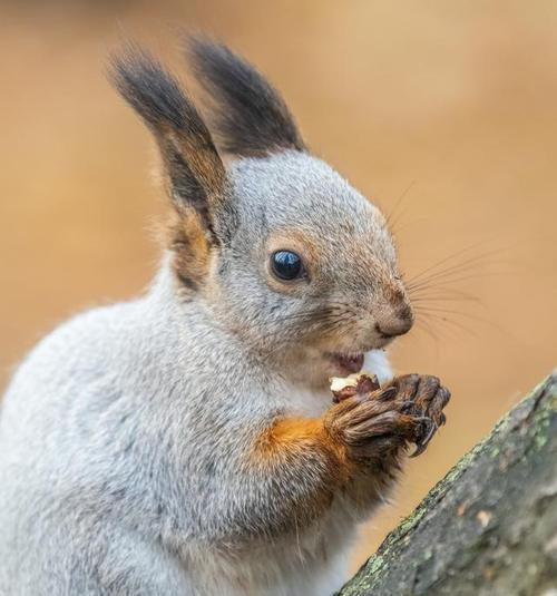 松鼠的冬季食物选择及其重要性（了解松鼠冬季食物选择的关键因素和适应策略）