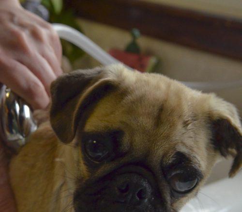 为什么我的狗狗不叫？（探寻狗狗不叫的原因及解决方法）