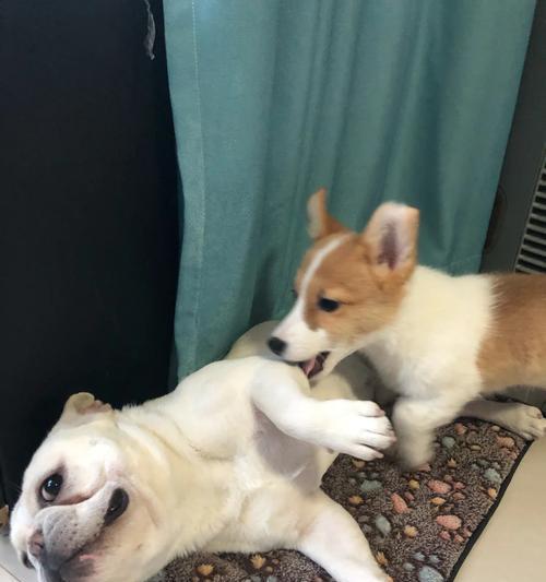 揭秘以狗耳朵翻了的真正含义（探究狗耳朵翻了的迷思与传说，解读神奇现象背后的秘密）