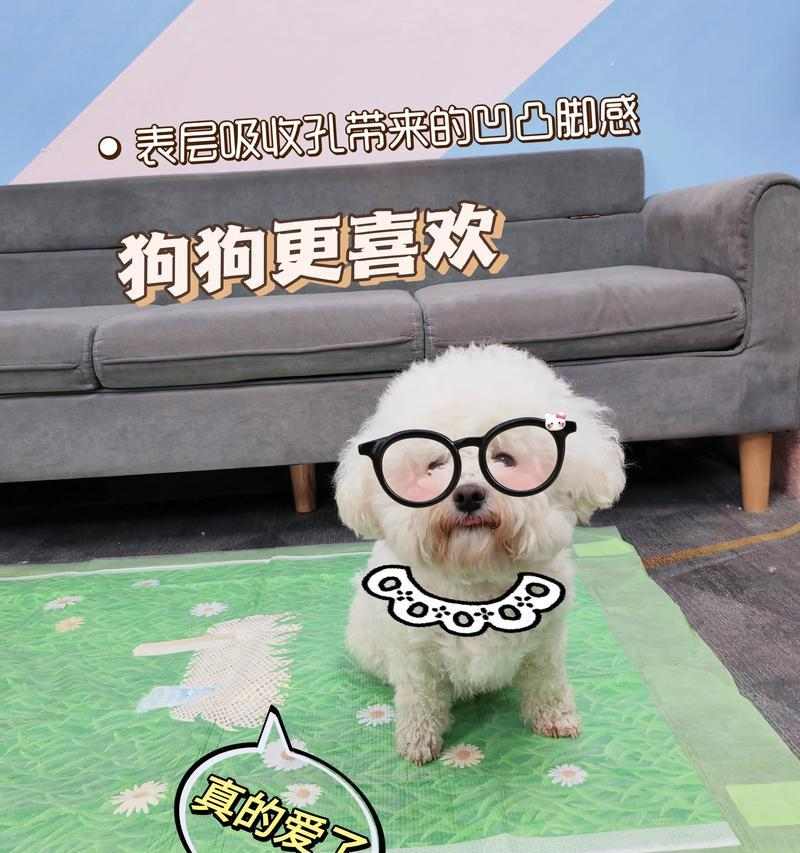 接小狗回家的准备与注意事项（为宠物狗的到来做好充分准备）