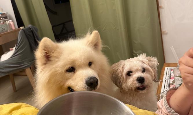 如何正确给萨摩耶进行训练饮食安排？（萨摩耶训练中的饮食要点与技巧）