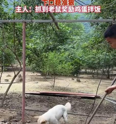 猎鼠犬（揭秘小猎犬的抓鼠绝技）