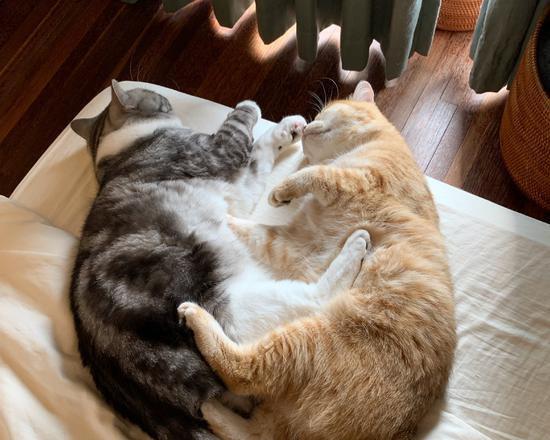 探秘猫咪呜呜的奥秘（解析猫咪为何发出呜呜声）