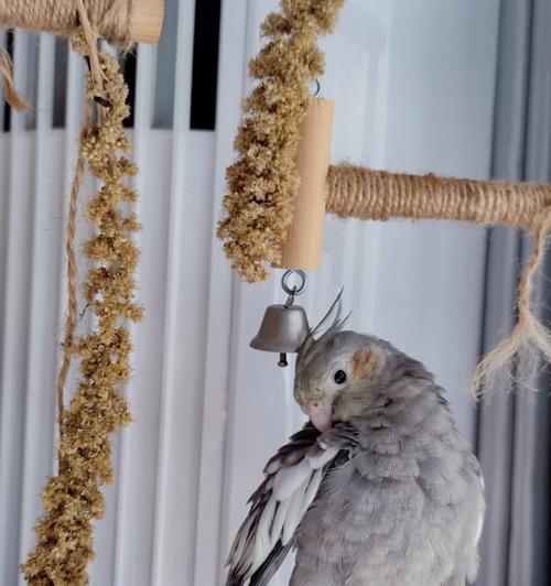 比格犬何时开始换毛？（探索比格犬换毛的周期和特点）