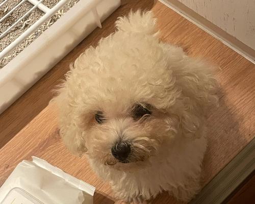 狗狗两岁了，该打什么针？（狗狗健康护航，重要疫苗你了解吗？）