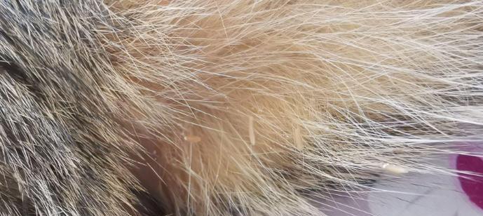 猫身上的常见寄生虫及防治方法（探究猫咪身上常见寄生虫种类及预防、治疗方法）