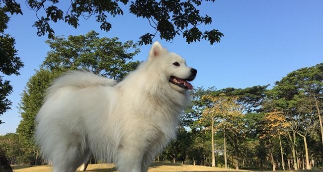 萨摩犬（探寻萨摩犬叫唤行为的起源和重要性）
