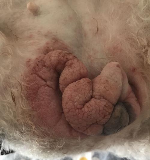 狗狗小桃子的温暖陪伴（一只忠诚、可爱的小狗给生活带来的快乐）