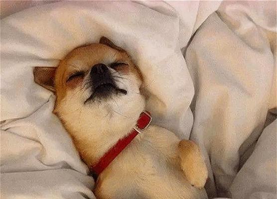 如何帮助狗狗安全入睡？（探索安全的狗狗睡眠药物选择）