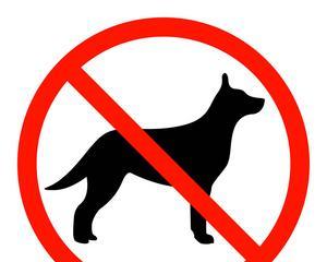 狗流红色眼泪的原因及治疗方法（了解为什么狗会流红色眼泪以及如何处理）