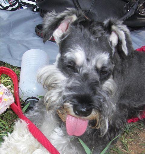 揭秘狗民网为什么这么便宜（狗民网打破传统宠物服务行业格局）