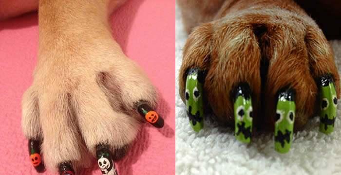 狗指甲开裂的原因及预防方法（保护狗狗健康的关键就在这里）