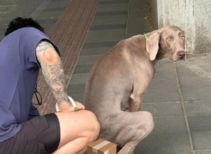 狗狗上厕所前的症状及其意义（了解狗狗上厕所前的症状，保护它的健康生活）