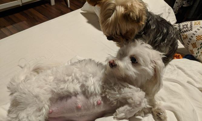 狗狗生了要注意的事项（禁食与不适合食用的食物）