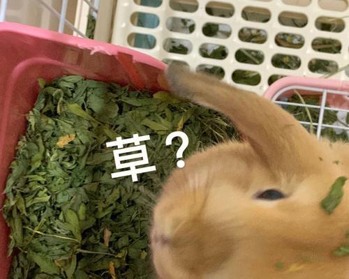 兔子小便的颜色之谜（了解兔子小便的颜色与健康状况）