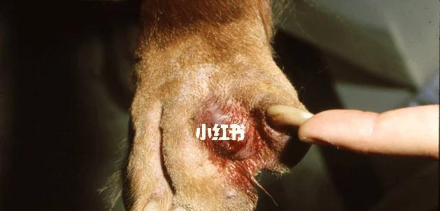 小狗频繁舔爪子的原因及治疗方法（了解小狗常舔爪子的原因，帮助它摆脱困扰）