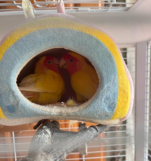 缅甸生活的多样鹦鹉（探索缅甸独特的鹦鹉物种和文化）