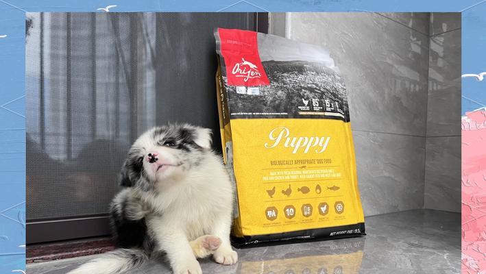 三个月大的边牧狗狗的饮食指南（科学搭配食物，健康成长）