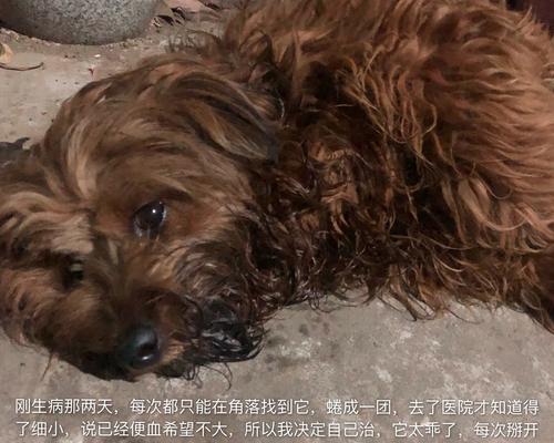 土狗呕吐的原因及处理方法（了解土狗呕吐的常见原因和正确处理方法，让你的爱犬更健康快乐）