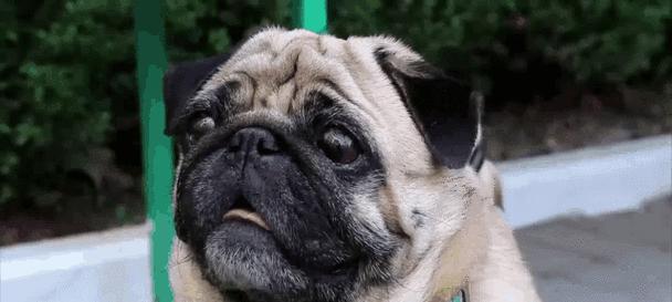 聪明听话的狗狗训练秘籍（培养狗狗良好的行为习惯，共创和谐的宠物生活）