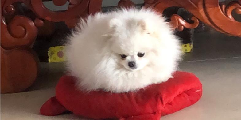 探索狗红色红色的点点奥秘（揭开狗红色红色的神秘面纱）