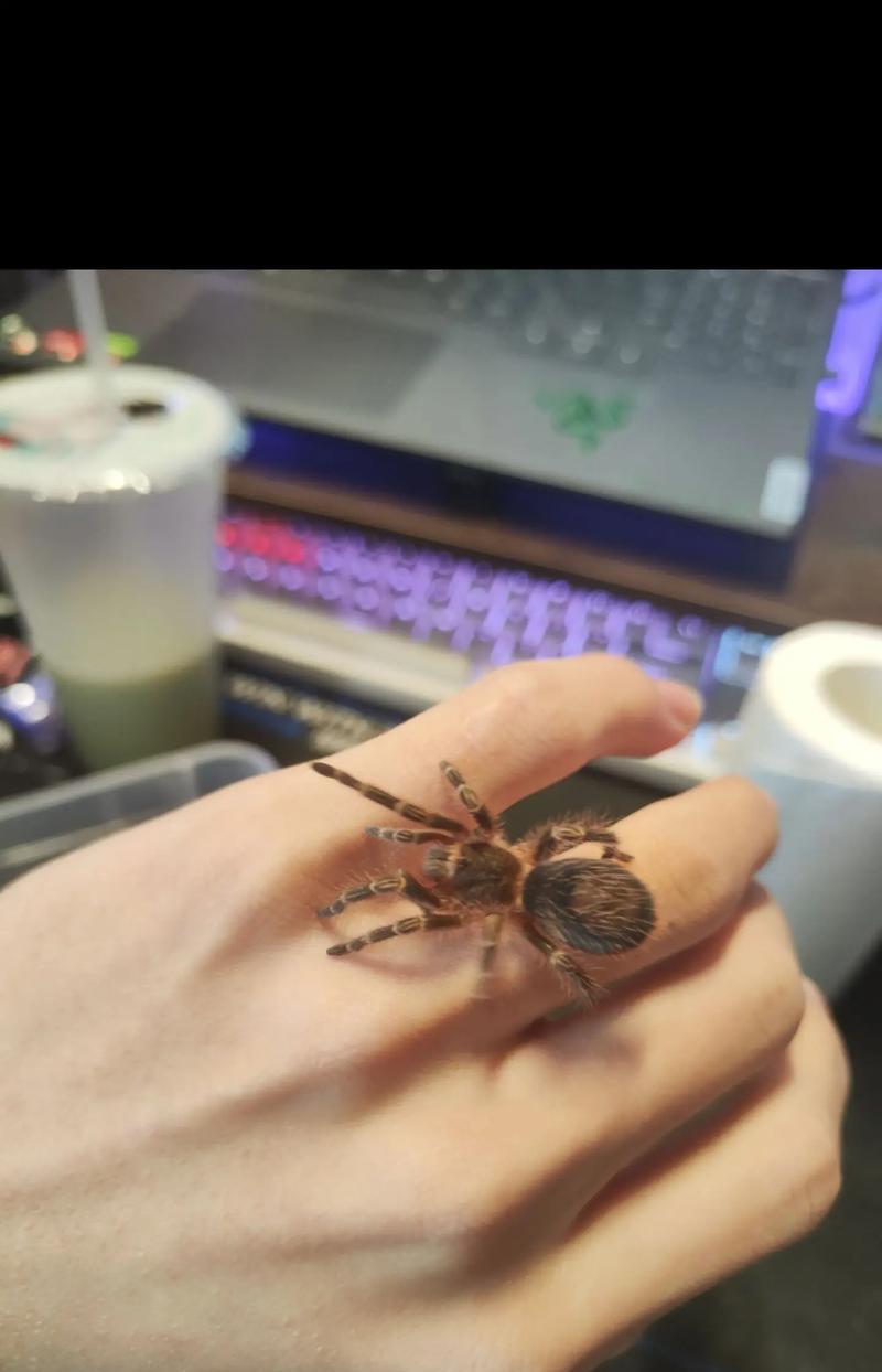 大学寝室养什么宠物最合适？（选择适合寝室的宠物是关键！）