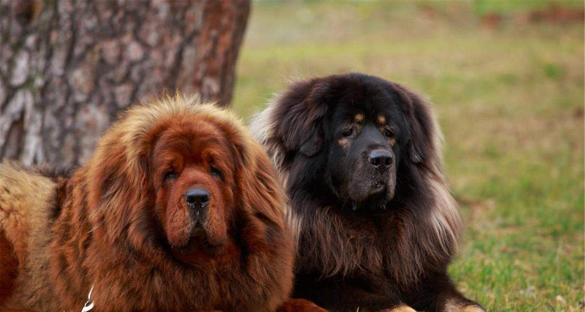 藏獒的吠叫习性及原因探析（为什么藏獒喜欢大声吠叫？探秘背后的原因）