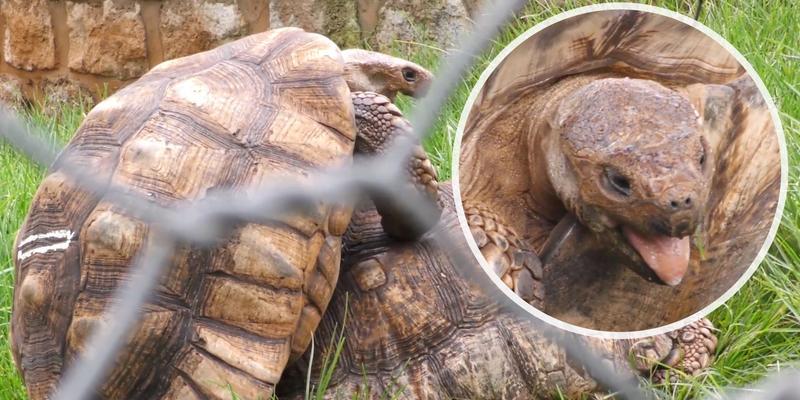 苏卡达（探索苏卡达动物饲养的营养之道）