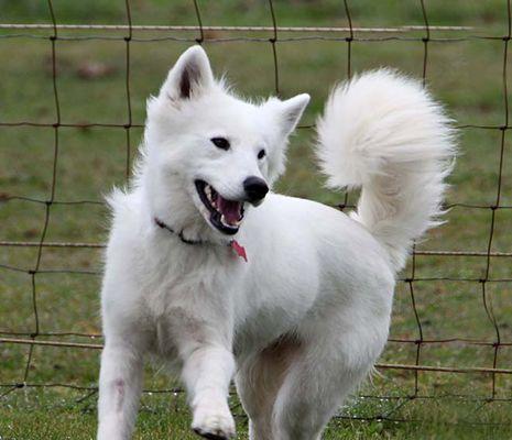 全身白毛卷的太的狗——秋田犬（优雅高贵的秋田犬，纯白外表带来的魅力）